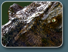 T-Rex 1TlC